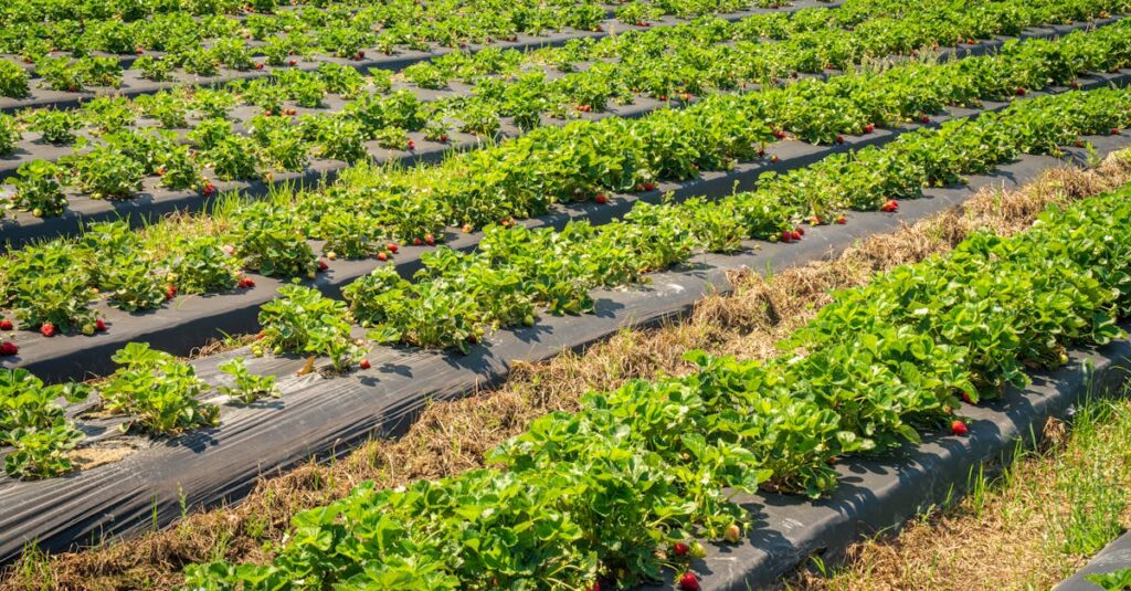 いちご狩りの予約サイトをスマートフォンで確認する手元の写真