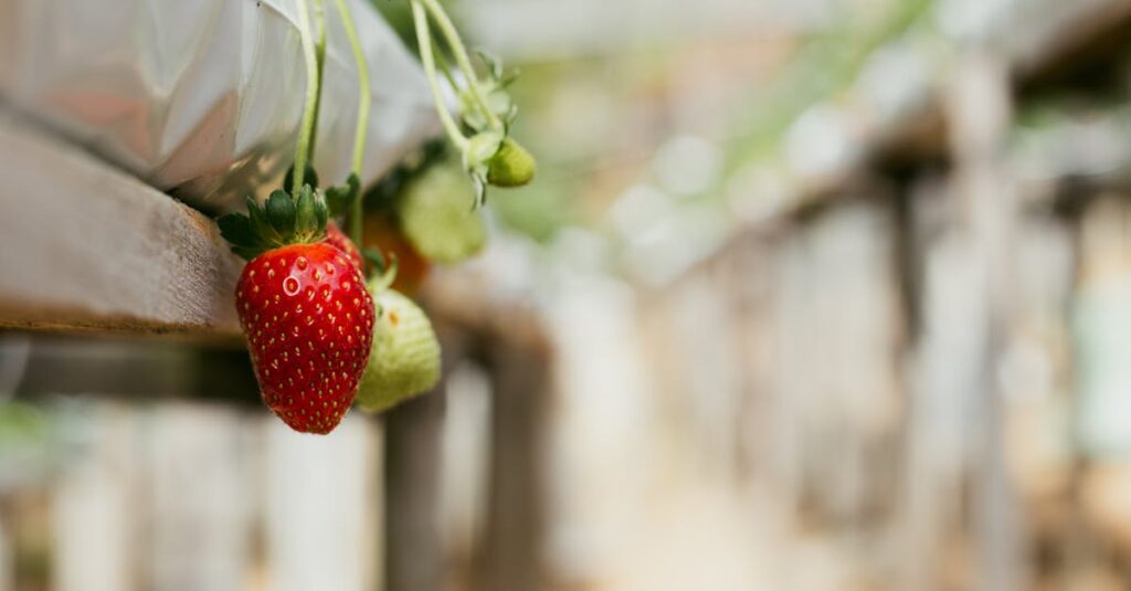 兵庫県南あわじ市イングランドの丘の広い温室でいちご狩りを楽しむ人々