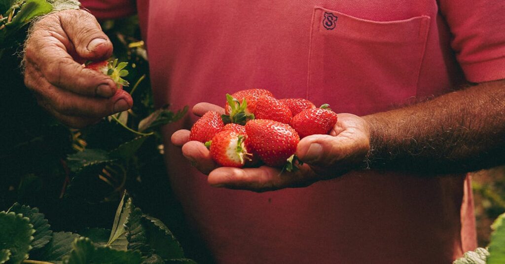 兵庫県丹波市の緑豊かな山あいにある森のいちご園みなみの温室