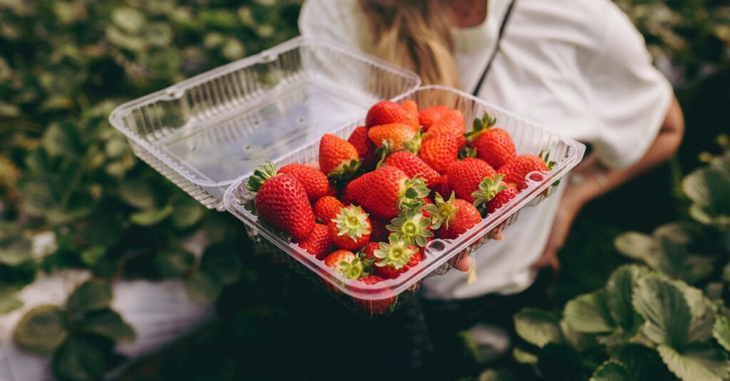 兵庫県三木市の田園地帯にある小さないちご農園で章姫を摘む観光客