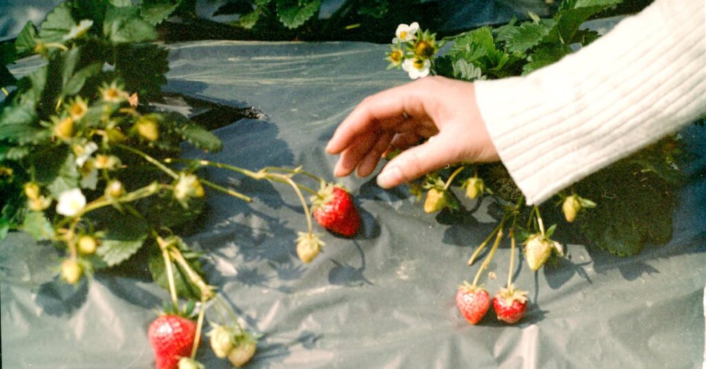 関西のいちご狩り農園で赤く実ったいちごを摘む手元と温室の風景