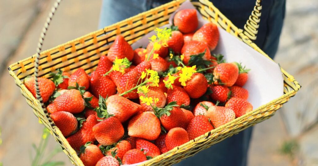 奈良県宇陀市の山間にあるいちごの森で自然光の下いちご狩りをする様子