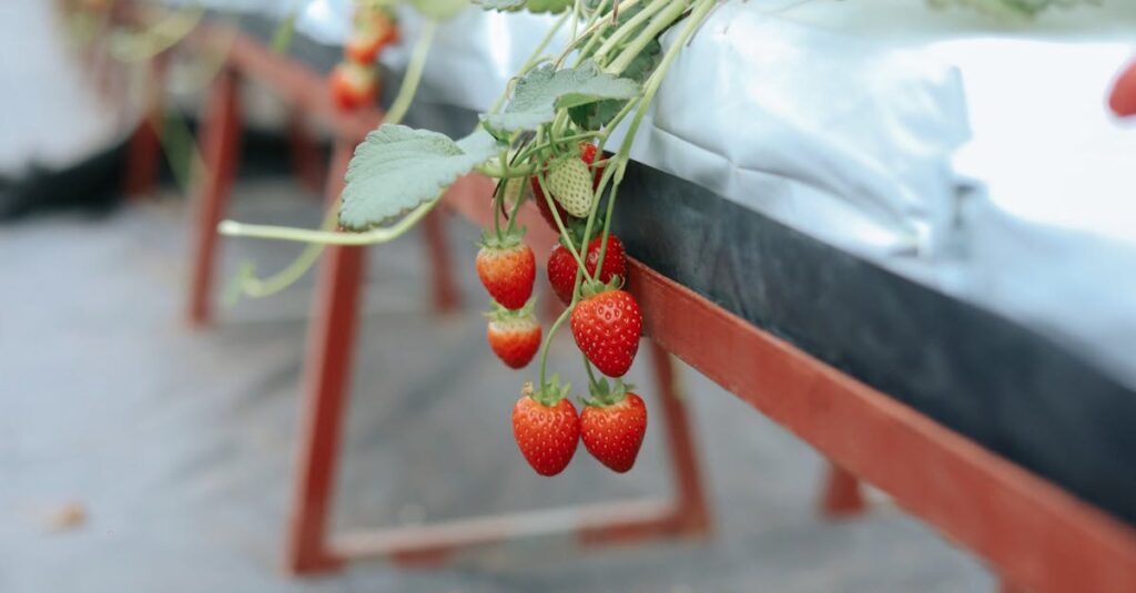 奈良県宇陀市の山間にあるいちごの森で自然光の下いちご狩りをする様子