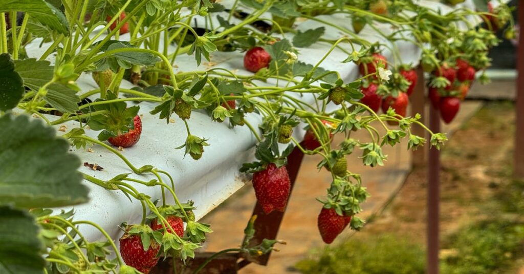 兵庫県丹波市の緑豊かな山あいにある森のいちご園みなみの温室