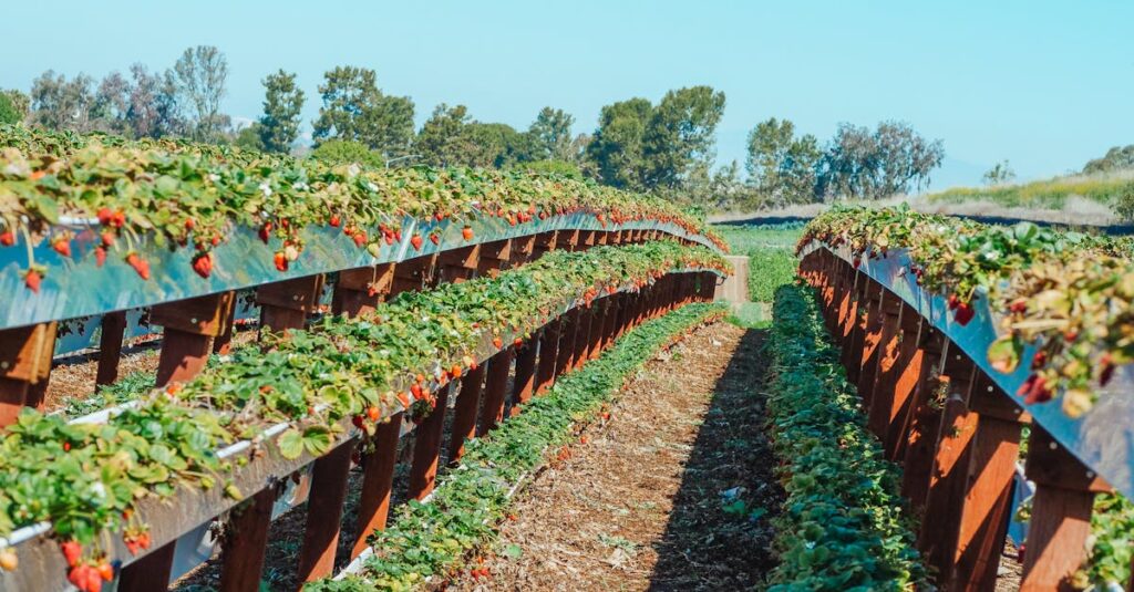 京都府亀岡市の田園地帯にある小さなハウスでいちごを摘む人の手元