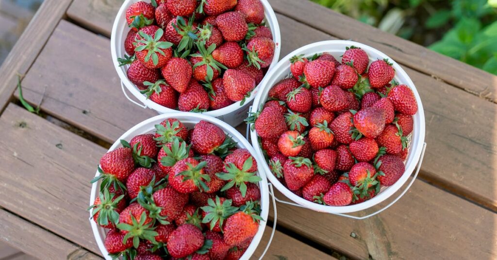 兵庫県三木市の田園地帯にある小さないちご農園で章姫を摘む観光客